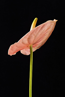 포토 JPG 스튜디오촬영 꽃 백그라운드 한송이 검은배경 실내 누끼 근접촬영 사람없음 신선 오브젝트 안스리움 국내포토 식물 1 뷰포인트 내부 검은색 송이 파일형식