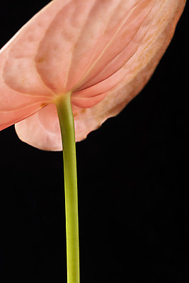 포토 JPG 스튜디오촬영 꽃 백그라운드 한송이 검은배경 실내 근접촬영 사람없음 신선 오브젝트 안스리움 국내포토 식물 1 뷰포인트 내부 검은색 송이 파일형식