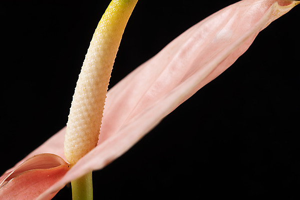 포토 JPG 스튜디오촬영 꽃 백그라운드 한송이 검은배경 실내 근접촬영 사람없음 신선 오브젝트 안스리움 국내포토 식물 1 뷰포인트 내부 검은색 송이 파일형식