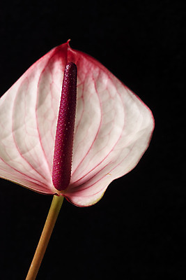 포토 JPG 스튜디오촬영 꽃 백그라운드 한송이 검은배경 실내 근접촬영 사람없음 신선 오브젝트 안스리움 국내포토 식물 1 뷰포인트 내부 검은색 송이 파일형식