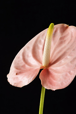 포토 JPG 스튜디오촬영 꽃 백그라운드 한송이 검은배경 실내 근접촬영 사람없음 신선 오브젝트 안스리움 국내포토 식물 1 뷰포인트 내부 검은색 송이 파일형식