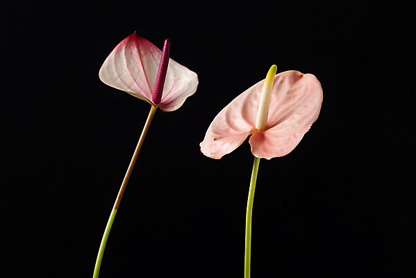 포토 JPG 스튜디오촬영 꽃 백그라운드 검은배경 실내 누끼 근접촬영 사람없음 신선 두송이 오브젝트 안스리움 국내포토 식물 뷰포인트 2 내부 검은색 파일형식