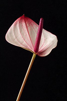 포토 JPG 스튜디오촬영 꽃 백그라운드 한송이 검은배경 실내 누끼 근접촬영 사람없음 신선 오브젝트 안스리움 국내포토 식물 1 뷰포인트 내부 검은색 송이 파일형식