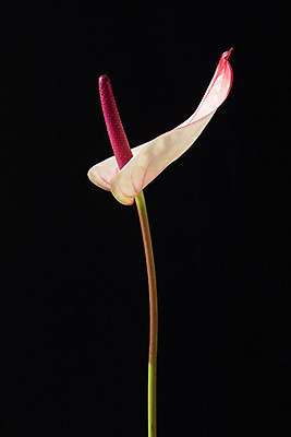 포토 JPG 스튜디오촬영 꽃 백그라운드 한송이 검은배경 실내 누끼 근접촬영 사람없음 신선 오브젝트 안스리움 국내포토 식물 1 뷰포인트 내부 검은색 송이 파일형식