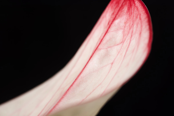 포토 JPG 스튜디오촬영 꽃 백그라운드 한송이 검은배경 실내 근접촬영 사람없음 신선 오브젝트 안스리움 국내포토 식물 1 뷰포인트 내부 검은색 송이 파일형식