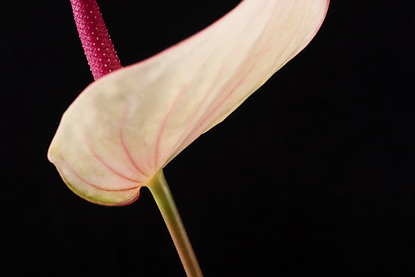 포토 JPG 스튜디오촬영 꽃 백그라운드 한송이 검은배경 실내 근접촬영 사람없음 신선 오브젝트 안스리움 국내포토 식물 1 뷰포인트 내부 검은색 송이 파일형식