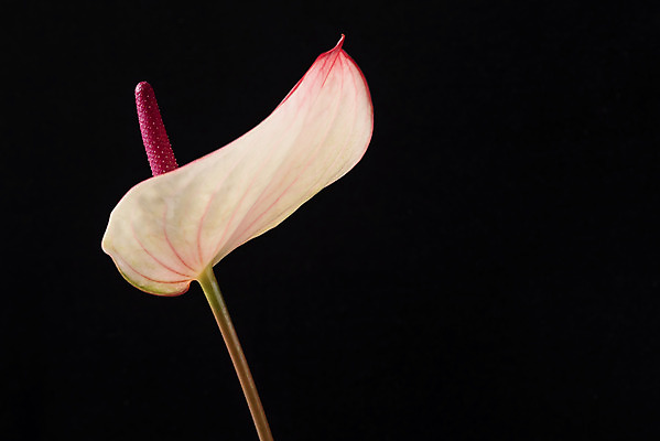 포토 JPG 스튜디오촬영 꽃 백그라운드 한송이 검은배경 실내 누끼 근접촬영 사람없음 신선 오브젝트 안스리움 국내포토 식물 1 뷰포인트 내부 검은색 송이 파일형식