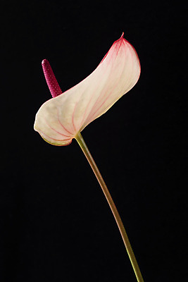 포토 JPG 스튜디오촬영 꽃 백그라운드 한송이 검은배경 실내 누끼 근접촬영 사람없음 신선 오브젝트 안스리움 국내포토 식물 1 뷰포인트 내부 검은색 송이 파일형식