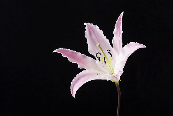 포토 JPG 스튜디오촬영 꽃 백그라운드 한송이 검은배경 실내 누끼 근접촬영 사람없음 신선 백합 오브젝트 국내포토 식물 1 뷰포인트 내부 검은색 송이 파일형식