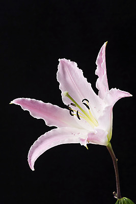 포토 JPG 스튜디오촬영 꽃 백그라운드 한송이 검은배경 실내 누끼 근접촬영 사람없음 신선 백합 오브젝트 국내포토 식물 1 뷰포인트 내부 검은색 송이 파일형식