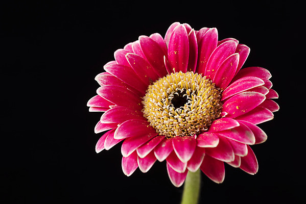 포토 JPG 스튜디오촬영 꽃 백그라운드 한송이 검은배경 실내 누끼 근접촬영 사람없음 신선 오브젝트 거베라 국내포토 식물 1 뷰포인트 내부 검은색 송이 파일형식