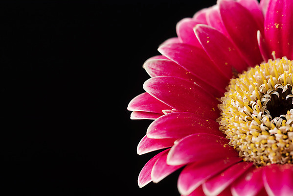 포토 JPG 스튜디오촬영 꽃 백그라운드 한송이 검은배경 실내 누끼 근접촬영 사람없음 신선 오브젝트 거베라 국내포토 식물 1 뷰포인트 내부 검은색 송이 파일형식