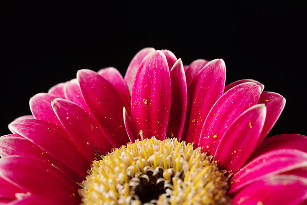 포토 JPG 스튜디오촬영 꽃 백그라운드 한송이 검은배경 실내 누끼 근접촬영 사람없음 신선 오브젝트 거베라 국내포토 식물 1 뷰포인트 내부 검은색 송이 파일형식