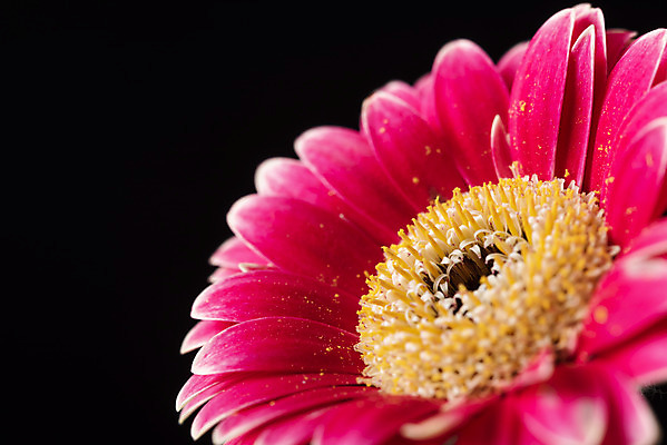 포토 JPG 스튜디오촬영 꽃 백그라운드 한송이 검은배경 실내 누끼 근접촬영 사람없음 신선 오브젝트 거베라 국내포토 식물 1 뷰포인트 내부 검은색 송이 파일형식