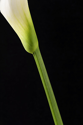 포토 JPG 스튜디오촬영 꽃 백그라운드 한송이 검은배경 실내 근접촬영 사람없음 신선 카라 오브젝트 국내포토 식물 1 뷰포인트 내부 검은색 송이 파일형식