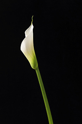 포토 JPG 스튜디오촬영 꽃 백그라운드 한송이 검은배경 실내 누끼 근접촬영 사람없음 신선 카라 오브젝트 국내포토 식물 1 뷰포인트 내부 검은색 송이 파일형식