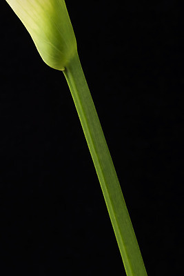 포토 JPG 스튜디오촬영 꽃 백그라운드 한송이 검은배경 실내 근접촬영 사람없음 신선 카라 오브젝트 국내포토 식물 1 뷰포인트 내부 검은색 송이 파일형식