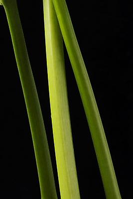 포토 JPG 스튜디오촬영 꽃 백그라운드 한송이 검은배경 실내 근접촬영 사람없음 신선 카라 오브젝트 국내포토 식물 1 뷰포인트 내부 검은색 송이 파일형식