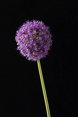 포토 JPG 스튜디오촬영 꽃 백그라운드 한송이 검은배경 실내 누끼 근접촬영 사람없음 신선 오브젝트 알리움 국내포토 식물 1 뷰포인트 내부 검은색 송이 파일형식