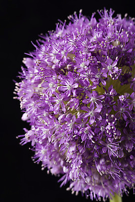 포토 JPG 스튜디오촬영 꽃 백그라운드 한송이 검은배경 실내 근접촬영 사람없음 신선 오브젝트 알리움 국내포토 식물 1 뷰포인트 내부 검은색 송이 파일형식