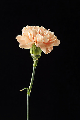 포토 JPG 스튜디오촬영 꽃 백그라운드 한송이 검은배경 실내 누끼 근접촬영 사람없음 신선 카네이션 오브젝트 국내포토 식물 1 뷰포인트 내부 검은색 송이 파일형식
