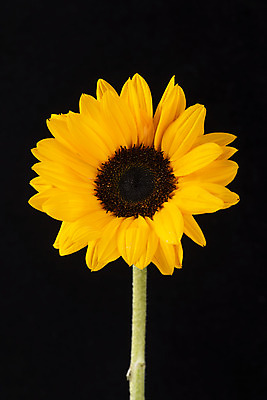 포토 JPG 스튜디오촬영 꽃 백그라운드 한송이 검은배경 해바라기 실내 누끼 근접촬영 사람없음 신선 오브젝트 국내포토 식물 1 뷰포인트 내부 검은색 송이 파일형식