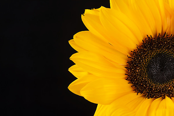 포토 JPG 스튜디오촬영 꽃 백그라운드 한송이 검은배경 해바라기 실내 근접촬영 사람없음 신선 오브젝트 국내포토 식물 1 뷰포인트 내부 검은색 송이 파일형식