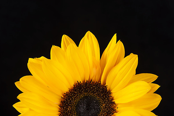 포토 JPG 스튜디오촬영 꽃 백그라운드 한송이 검은배경 해바라기 실내 근접촬영 사람없음 신선 오브젝트 국내포토 식물 1 뷰포인트 내부 검은색 송이 파일형식