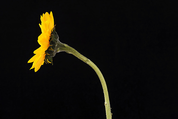 포토 JPG 스튜디오촬영 꽃 백그라운드 한송이 검은배경 해바라기 실내 누끼 근접촬영 사람없음 신선 오브젝트 국내포토 식물 1 뷰포인트 내부 검은색 송이 파일형식