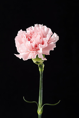 포토 JPG 스튜디오촬영 꽃 백그라운드 한송이 검은배경 실내 누끼 근접촬영 사람없음 신선 카네이션 오브젝트 국내포토 식물 1 뷰포인트 내부 검은색 송이 파일형식
