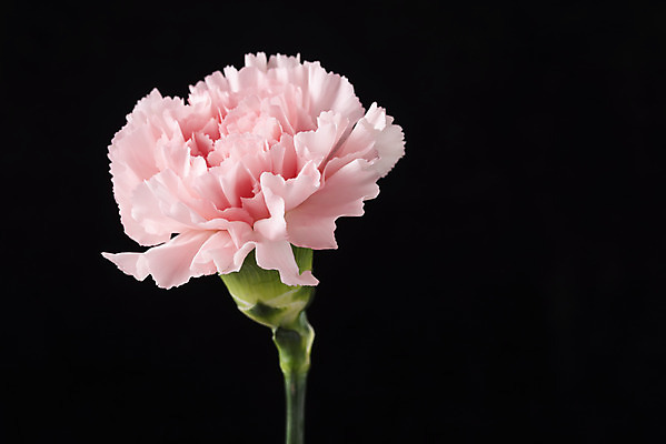 포토 JPG 스튜디오촬영 꽃 백그라운드 한송이 검은배경 실내 누끼 근접촬영 사람없음 신선 카네이션 오브젝트 국내포토 식물 1 뷰포인트 내부 검은색 송이 파일형식