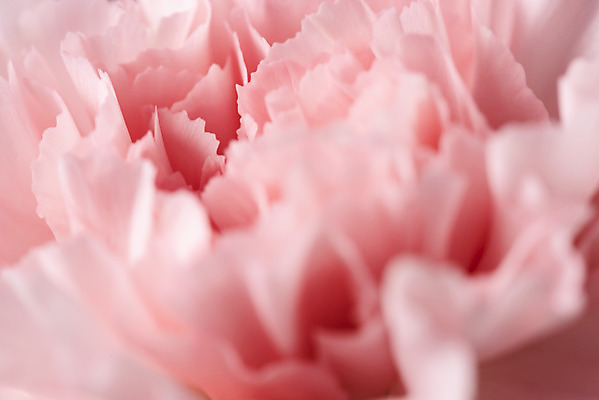 포토 JPG 스튜디오촬영 꽃 백그라운드 한송이 검은배경 실내 근접촬영 사람없음 신선 카네이션 오브젝트 국내포토 식물 1 뷰포인트 내부 검은색 송이 파일형식