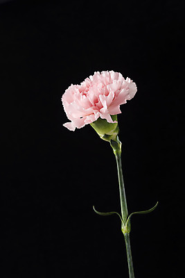 포토 JPG 스튜디오촬영 꽃 백그라운드 한송이 검은배경 실내 누끼 근접촬영 사람없음 신선 카네이션 오브젝트 국내포토 식물 1 뷰포인트 내부 검은색 송이 파일형식