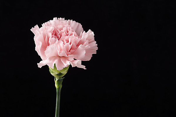 포토 JPG 스튜디오촬영 꽃 백그라운드 한송이 검은배경 실내 누끼 근접촬영 사람없음 신선 카네이션 오브젝트 국내포토 식물 1 뷰포인트 내부 검은색 송이 파일형식