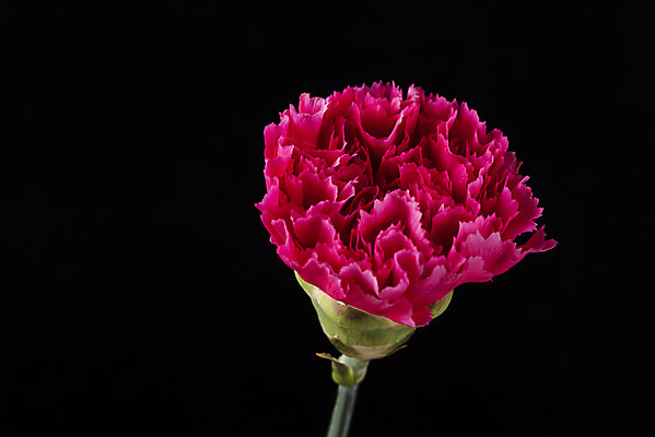 포토 JPG 스튜디오촬영 꽃 백그라운드 한송이 검은배경 실내 누끼 근접촬영 사람없음 신선 카네이션 오브젝트 국내포토 식물 1 뷰포인트 내부 검은색 송이 파일형식