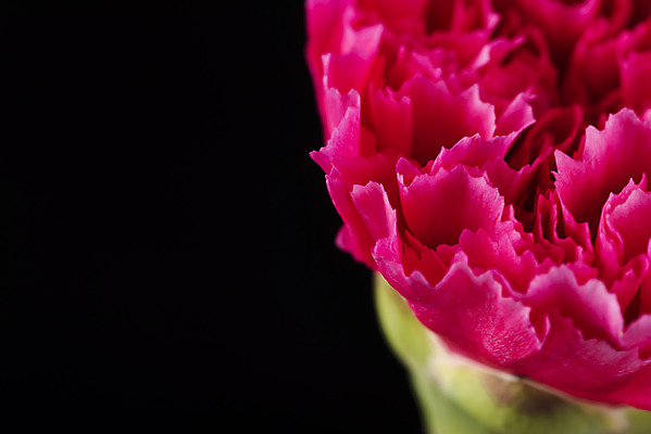 포토 JPG 스튜디오촬영 꽃 백그라운드 한송이 검은배경 실내 근접촬영 사람없음 신선 카네이션 오브젝트 국내포토 식물 1 뷰포인트 내부 검은색 송이 파일형식