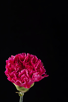 포토 JPG 스튜디오촬영 꽃 백그라운드 한송이 검은배경 실내 누끼 근접촬영 사람없음 신선 카네이션 오브젝트 국내포토 식물 1 뷰포인트 내부 검은색 송이 파일형식