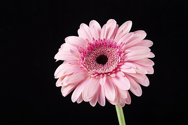 포토 JPG 스튜디오촬영 꽃 백그라운드 한송이 검은배경 실내 누끼 근접촬영 사람없음 신선 오브젝트 거베라 국내포토 식물 1 뷰포인트 내부 검은색 송이 파일형식