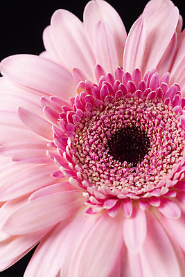 포토 JPG 스튜디오촬영 꽃 백그라운드 한송이 검은배경 실내 근접촬영 사람없음 신선 오브젝트 거베라 국내포토 식물 1 뷰포인트 내부 검은색 송이 파일형식