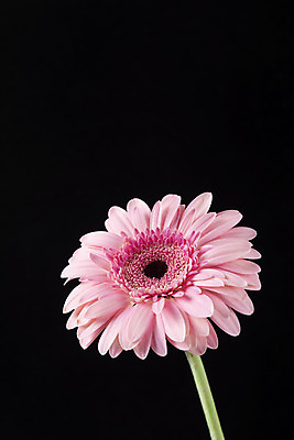 포토 JPG 스튜디오촬영 꽃 백그라운드 한송이 검은배경 실내 누끼 근접촬영 사람없음 신선 오브젝트 거베라 국내포토 식물 1 뷰포인트 내부 검은색 송이 파일형식