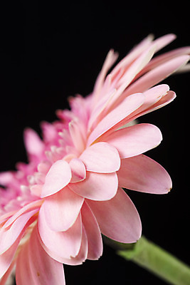 포토 JPG 스튜디오촬영 꽃 백그라운드 한송이 검은배경 실내 근접촬영 사람없음 신선 오브젝트 거베라 국내포토 식물 1 뷰포인트 내부 검은색 송이 파일형식