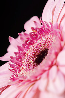 포토 JPG 스튜디오촬영 꽃 백그라운드 한송이 검은배경 실내 근접촬영 사람없음 신선 오브젝트 거베라 국내포토 식물 1 뷰포인트 내부 검은색 송이 파일형식