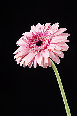 포토 JPG 스튜디오촬영 꽃 백그라운드 한송이 검은배경 실내 누끼 근접촬영 사람없음 신선 오브젝트 거베라 국내포토 식물 1 뷰포인트 내부 검은색 송이 파일형식