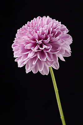 포토 JPG 스튜디오촬영 꽃 백그라운드 한송이 검은배경 실내 누끼 근접촬영 사람없음 신선 달리아 오브젝트 국내포토 식물 1 뷰포인트 내부 검은색 송이 파일형식