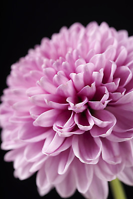 포토 JPG 스튜디오촬영 꽃 백그라운드 한송이 검은배경 실내 근접촬영 사람없음 신선 달리아 오브젝트 국내포토 식물 1 뷰포인트 내부 검은색 송이 파일형식