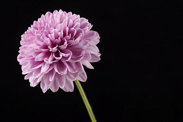 포토 JPG 스튜디오촬영 꽃 백그라운드 한송이 검은배경 실내 누끼 근접촬영 사람없음 신선 달리아 오브젝트 국내포토 식물 1 뷰포인트 내부 검은색 송이 파일형식