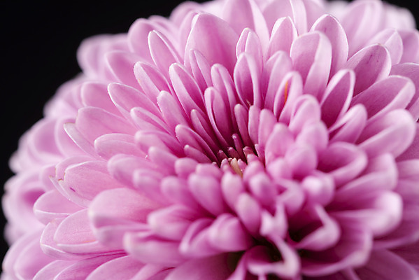 포토 JPG 스튜디오촬영 꽃 백그라운드 한송이 검은배경 실내 근접촬영 사람없음 신선 달리아 오브젝트 국내포토 식물 1 뷰포인트 내부 검은색 송이 파일형식