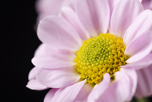 포토 JPG 스튜디오촬영 꽃 백그라운드 한송이 검은배경 실내 근접촬영 사람없음 신선 오브젝트 마거리트 국내포토 식물 1 뷰포인트 내부 검은색 송이 파일형식