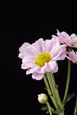 포토 JPG 스튜디오촬영 꽃 백그라운드 검은배경 실내 근접촬영 사람없음 신선 오브젝트 세송이 마거리트 국내포토 식물 뷰포인트 3 내부 검은색 파일형식