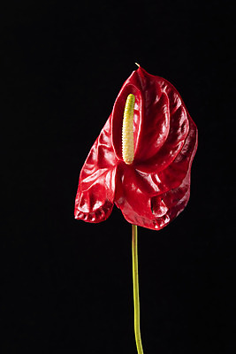 포토 JPG 스튜디오촬영 꽃 백그라운드 한송이 검은배경 실내 누끼 근접촬영 사람없음 신선 오브젝트 안스리움 국내포토 식물 1 뷰포인트 내부 검은색 송이 파일형식